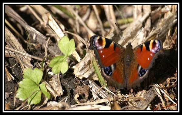 papillon