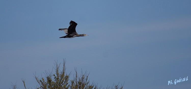 Envol d'un cormoran