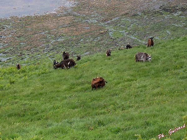 Chèvres dans un champ