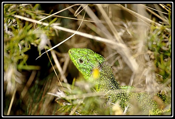 lezard