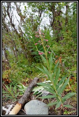 Fleurs Ã  Abisko (SuÃ¨de)
Keywords: fleurs;abisko;suÃ¨de