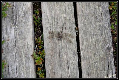 Libellule Ã  Abisko (SuÃ¨de)
Keywords: libellule;abisko;suÃ¨de