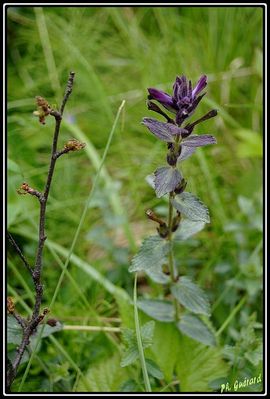 Fleurs Ã  Abisko (SuÃ¨de)
Keywords: fleurs;abisko;suÃ¨de