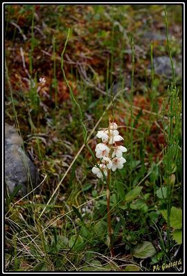 Fleurs Ã  Abisko (SuÃ¨de)
Keywords: fleurs;abisko;suÃ¨de
