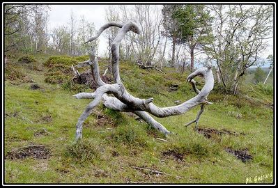 Balade Ã  Abisko (SuÃ¨de)
Keywords: abisko;suÃ¨de