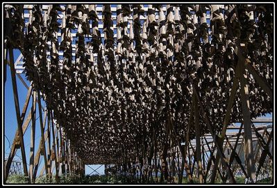 SÃ©choir Ã  poisson Hovden (NorvÃ¨ge)
Keywords: sÃ©choir poissons;hovden;norvÃ¨ge