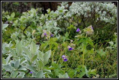 Fleurs Ã  Turtagro (NorvÃ¨ge)
Keywords: fleurs;turtagro;norvÃ¨ge