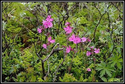 Fleurs Ã  Turtagro (NorvÃ¨ge)
Keywords: fleurs;turtagro;norvÃ¨ge