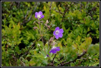 Fleurs Ã  Turtagro (NorvÃ¨ge)
Keywords: fleurs;turtagro;norvÃ¨ge