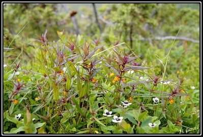 Fleurs Ã  Turtagro (NorvÃ¨ge)
Keywords: fleurs;turtagro;norvÃ¨ge