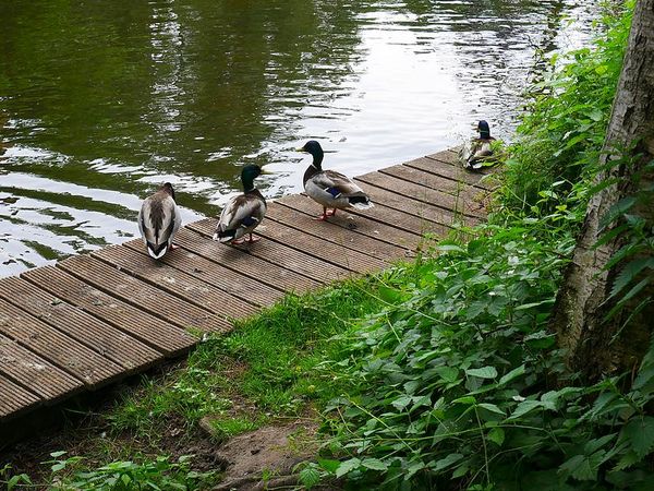 Canard Ã  Bad Oldesloe
Keywords: Bad Oldesloe;Allemagne