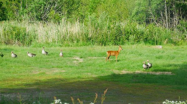 Nuit SuÃ¨de
Keywords: SuÃ¨de