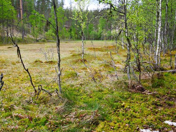 Parc National de Rokua
Keywords: Rokua;Finlande