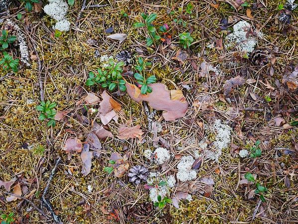 Parc National de Rokua
Keywords: Rokua;Finlande