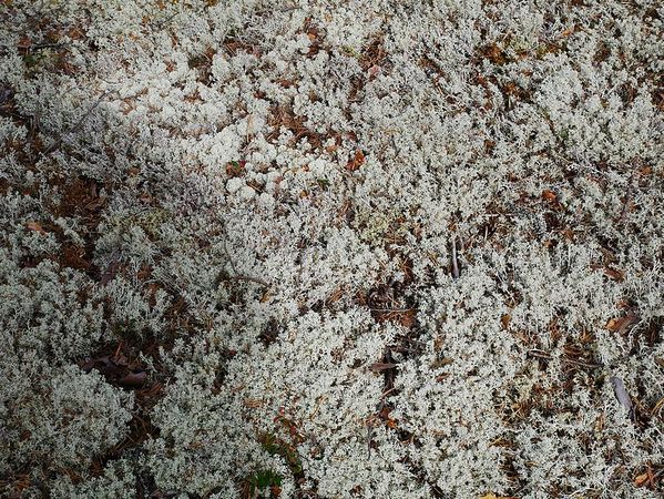 Parc National de Rokua
Keywords: Rokua;Finlande