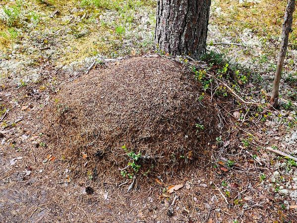 Parc National de Rokua
Keywords: Rokua;Finlande