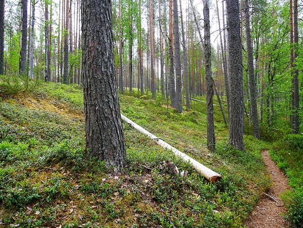 Parc National de Rokua
Keywords: Rokua;Finlande