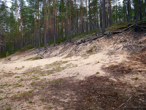 Parc National de Rokua
Keywords: Rokua;Finlande