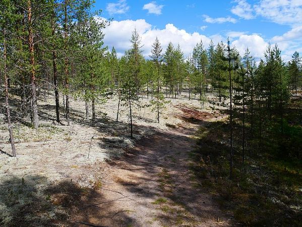 Parc National de Rokua
Keywords: Rokua;Finlande