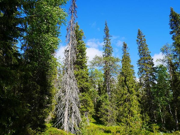 Ruka
Keywords: Ruka;Finlande