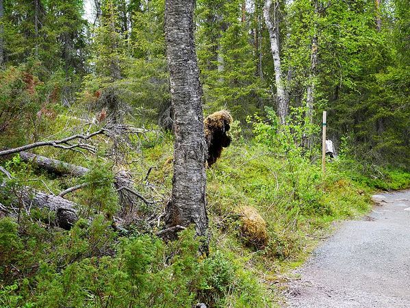 Parc National d'Oulanga
Keywords: Oulanga;Finlande