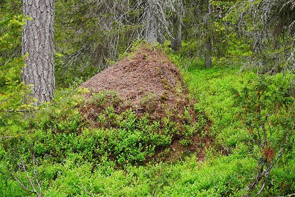 Ruka
Keywords: Ruka;Finlande