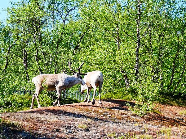 Rennes long E6
Keywords: NorvÃ¨ge