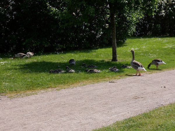 MalmÃ¶ - SuÃ¨de
Keywords: Scanidnavie;MalmÃ¶;SuÃ¨de