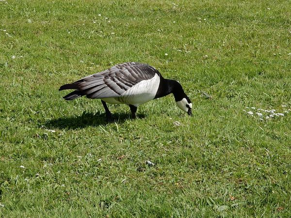 MalmÃ¶ - SuÃ¨de
Keywords: Scanidnavie;MalmÃ¶;SuÃ¨de