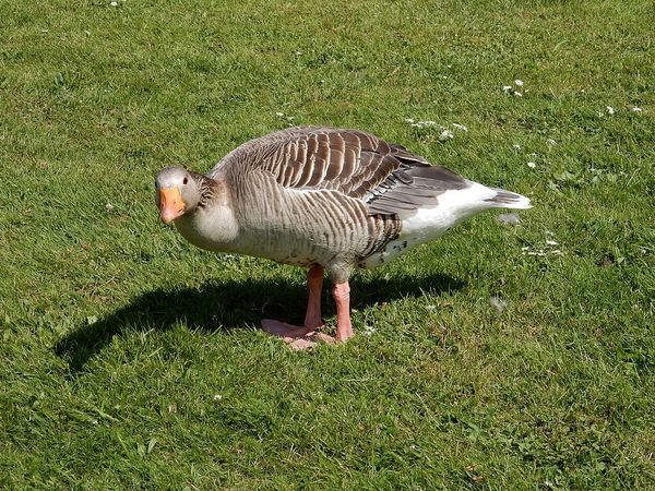 MalmÃ¶ - SuÃ¨de
Keywords: Scanidnavie;MalmÃ¶;SuÃ¨de