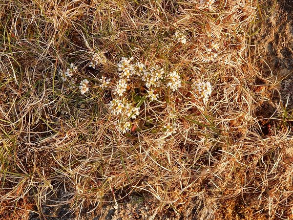 Sous le soleil de minuit - Hovden - Vesteralen - Norvege
Keywords: Hovden;Vesteralen;Norvege