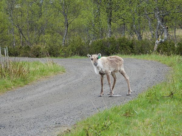 Renne Rv705 - Norvege
Keywords: Renne;Norvege