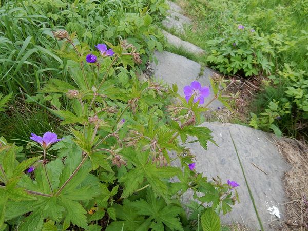 Fleurs - Rv 70 -Norvege
Keywords: Norvege