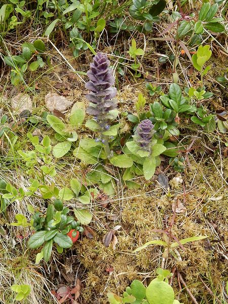 Fleurs - Rv 70 -Norvege
Keywords: Norvege