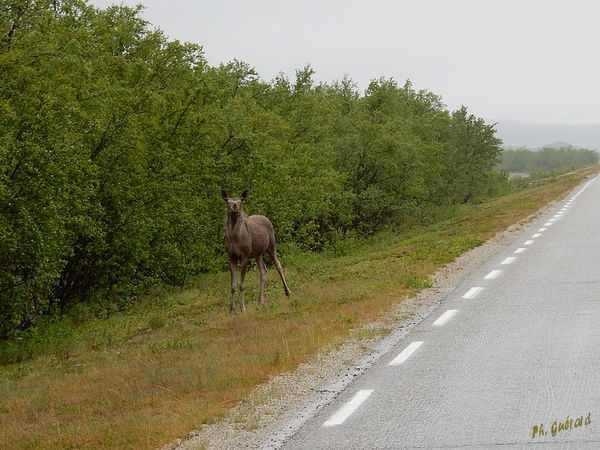Elan le long de la route 98
Keywords: Scandinavie;Norvege;Laponie;elan