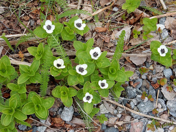 Fleurs Ã  Grense Jakobselv
Keywords: Scandinavie;Norvege;Laponie