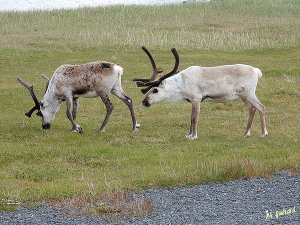 Rennes Ã  Hamningberg
Keywords: Scandinavie;Norvege;Laponie;Hamningberg
