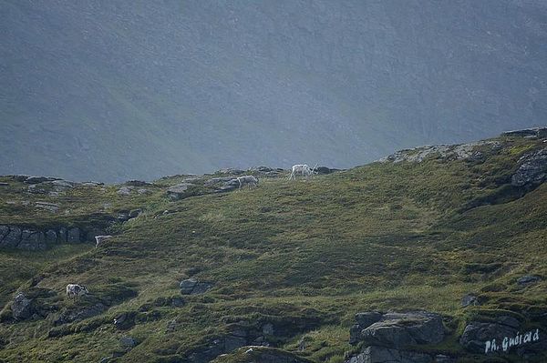 Havoysund
Keywords: Norvege;Express Cotier;Havoysund