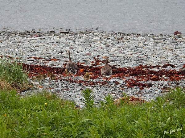 Oies le long de la route 890
Keywords: Scandinavie;Norvege;Laponie;oies