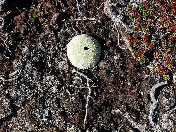 Carapace d'oursin
Keywords: Scandinavie;Norvege;Laponie;oursin