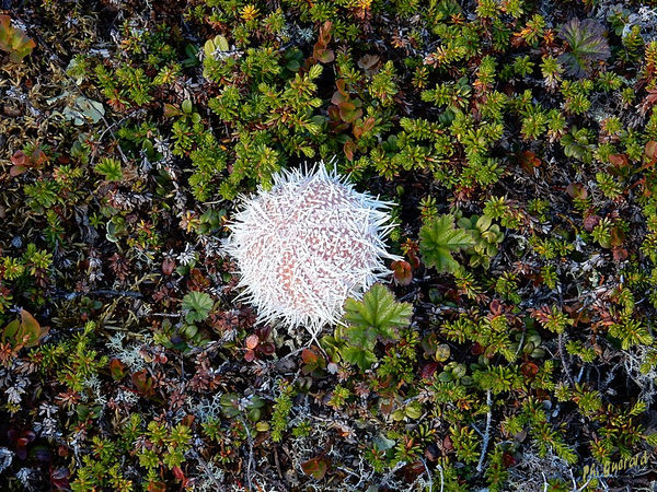 Carapace d'oursin
Keywords: Scandinavie;Norvege;Laponie;oursin