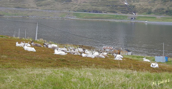 Rennes Ã  Kajord
Keywords: Scandinavie;Norvege;Laponie;Kafjord