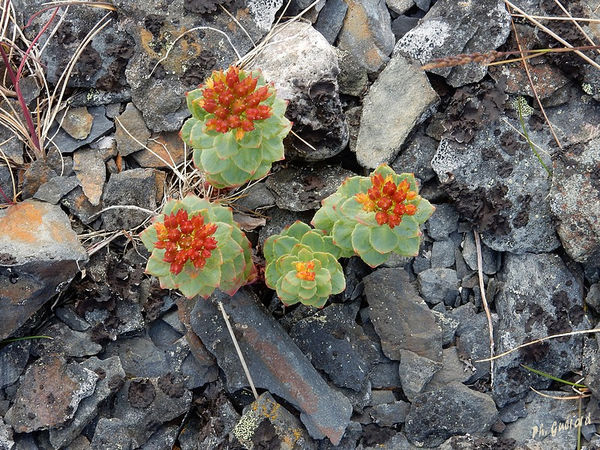 Fleurs Ã  Veines route de Berlevag
Keywords: Scandinavie;Norvege;Laponie;Veines