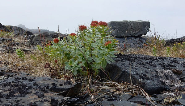 Fleurs Ã  Veines route de Berlevag
Keywords: Scandinavie;Norvege;Laponie;Veines