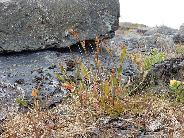 Fleurs Ã  Veines route de Berlevag
Keywords: Scandinavie;Norvege;Laponie;Veines