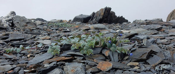 Fleurs Ã  Veines route de Berlevag
Keywords: Scandinavie;Norvege;Laponie;Berlevag