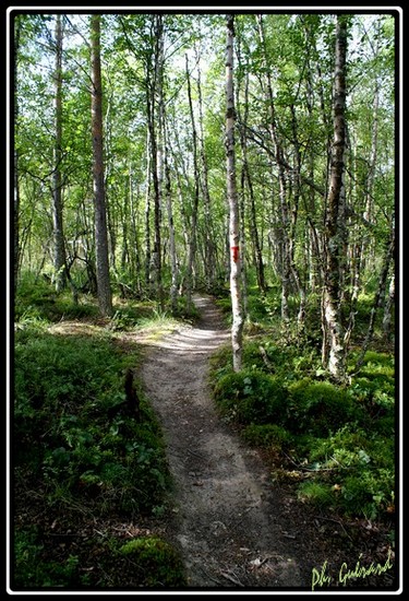 marque T chemin