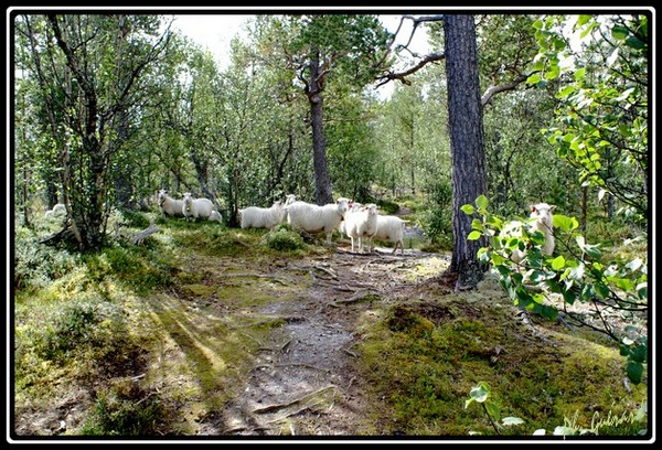moutons