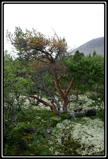 arbre