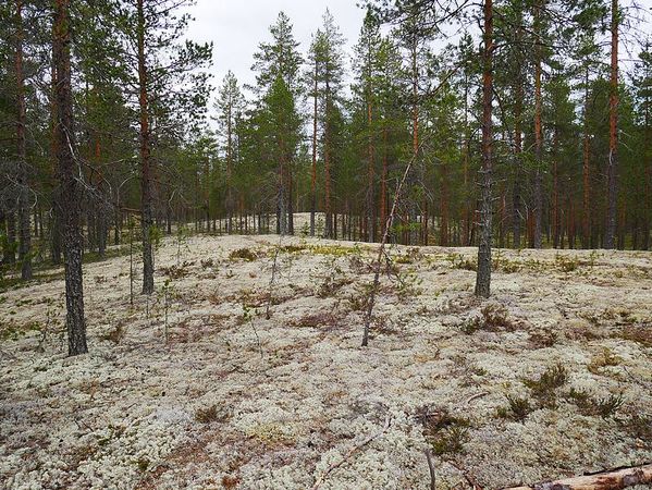 Parc National de Rokua
Keywords: Rokua;Finlande